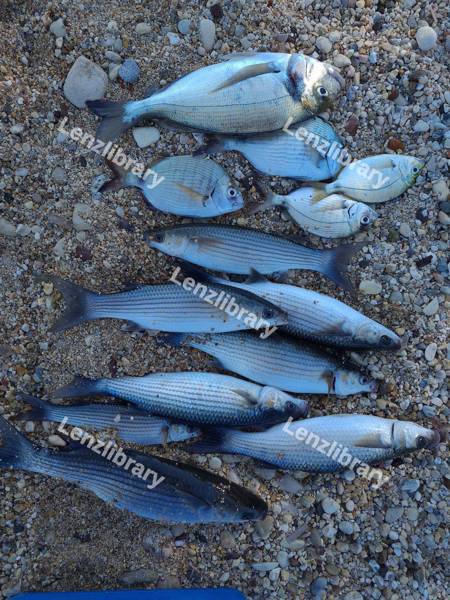 Whitefish and grayling on the rocky banks